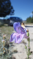 Penstemon comarrhenus