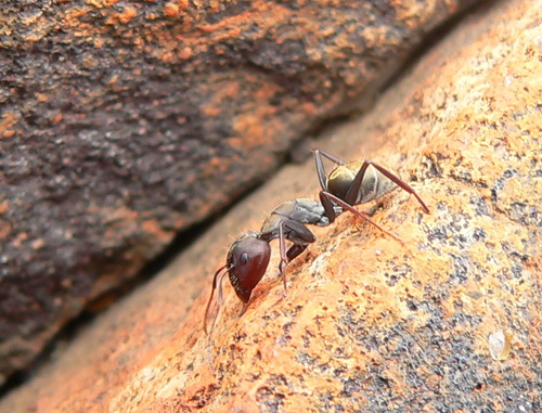 Camponotus rufoglaucus zuluCamponotus rufoglaucus zulu