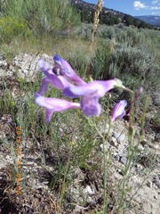 Penstemon comarrhenus