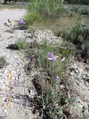 Penstemon comarrhenus