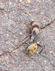 Camponotus rufoglaucus zulu