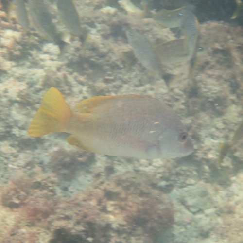 Yellow Snapper (Lutjanus argentiventris)