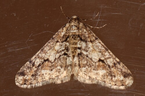Spring Usher Moth, Wageningen, Nederland, photo 6 of 10