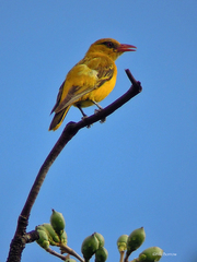 Oriolus auratus
