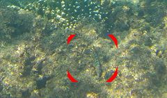 Halichoeres notospilus