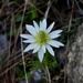 Anemone decapetala - Photo (c) gra-moll，保留部份權利CC BY-NC