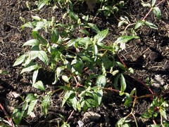 Persicaria tomentosa