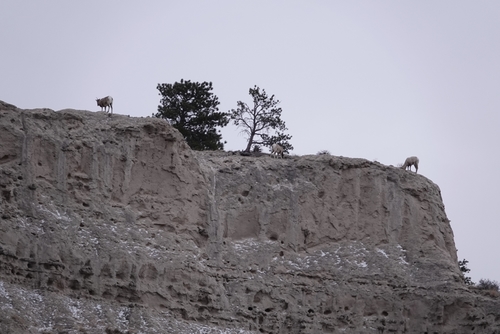 Bighorn Sheep photographed in Nebraska