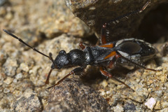 Daerlac cephalotes
