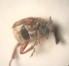 Megacerus cubiculus
