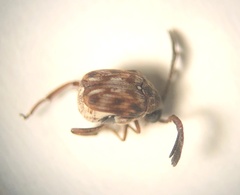 Megacerus cubiculus