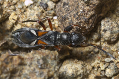Daerlac cephalotes