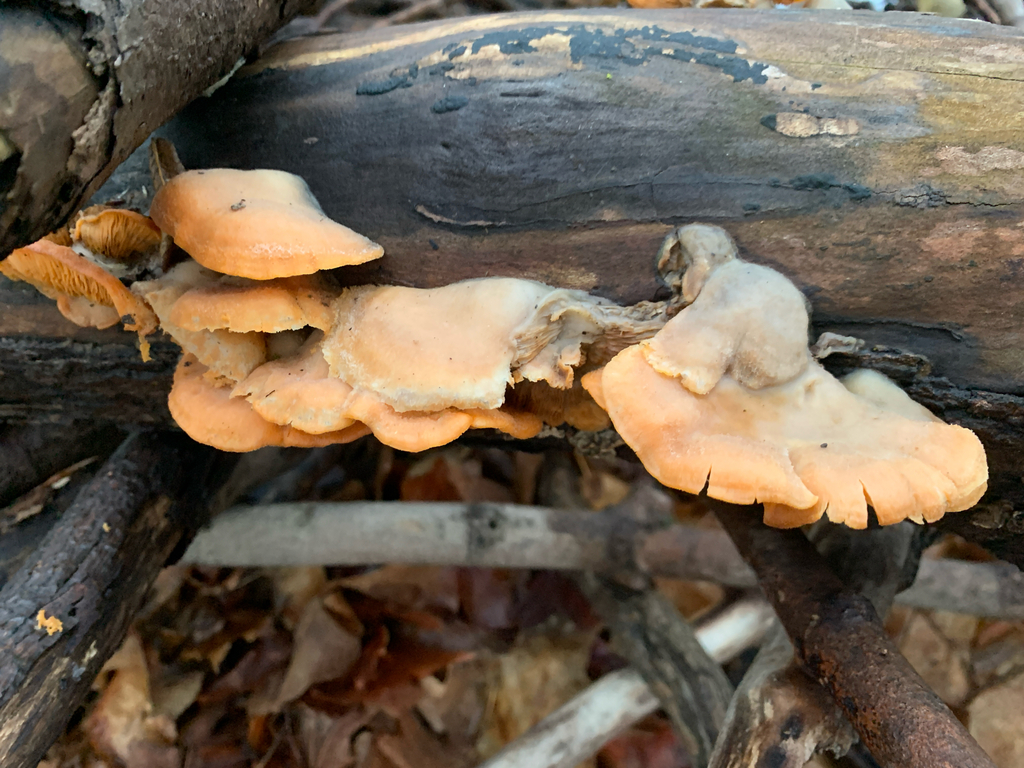Phyllotopsis nidulans · March 2026 · photo: © shanzeyoell (iNaturalist, cc-by)