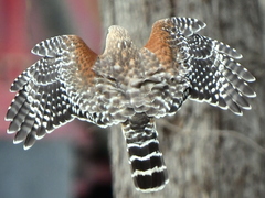 Red-Shouldered Hawk photo 6