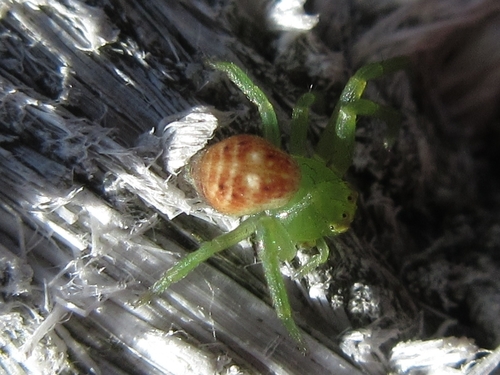 Diaea gyoja