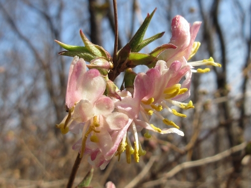 Lonicera harae