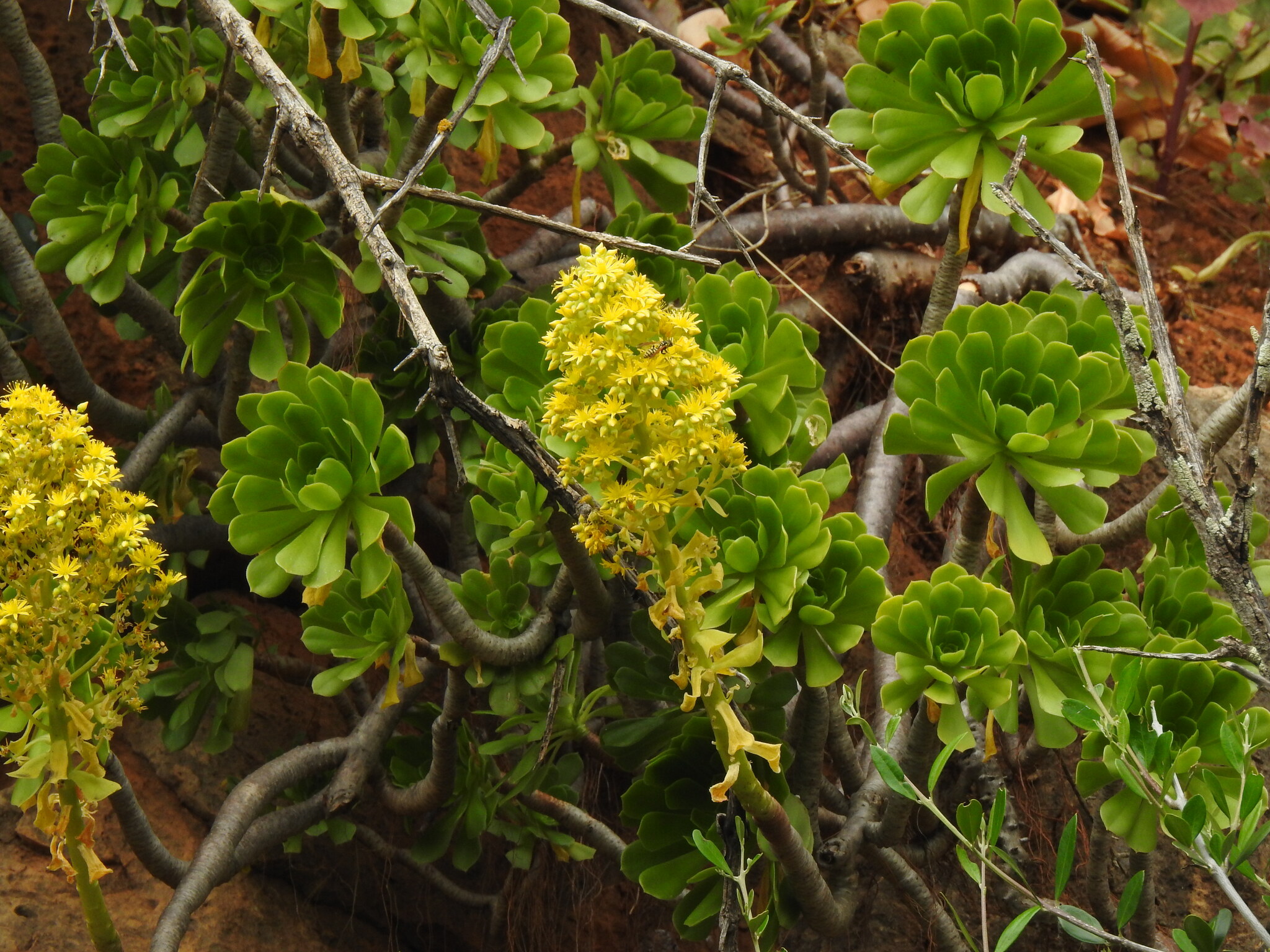 Tree Aeonium (Aeonium arboreum)
