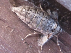 Agriopis dira