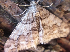 Agriopis dira