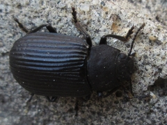 Heterotarsus carinula