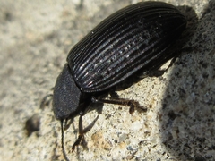Heterotarsus carinula