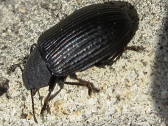 Heterotarsus carinula