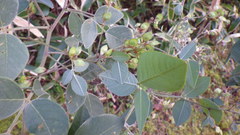 Lespedeza japonica