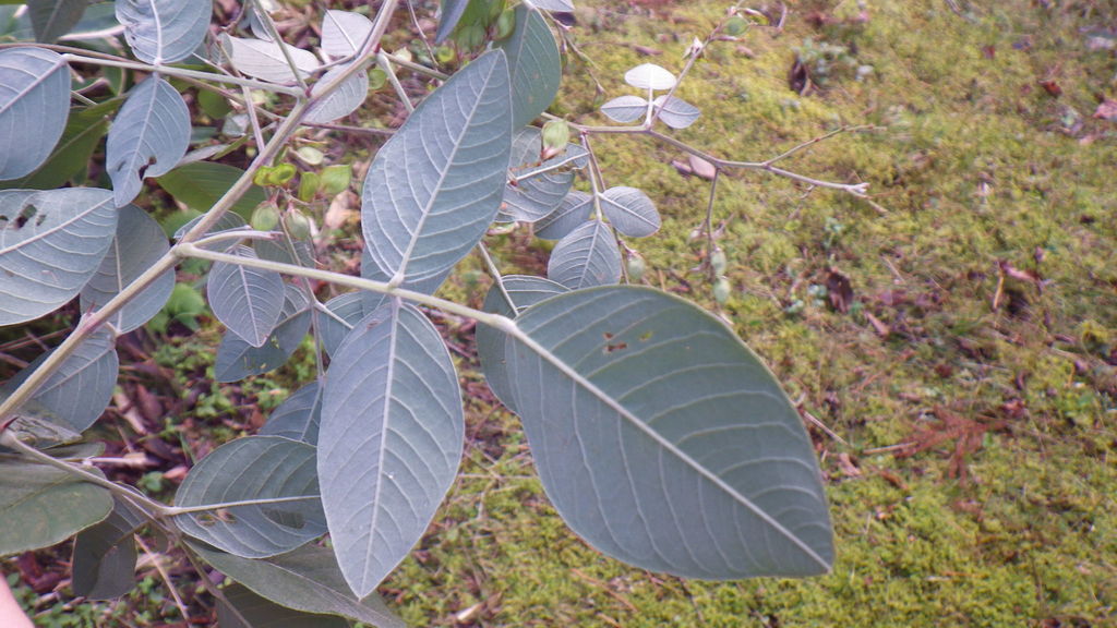 Lespedeza japonica