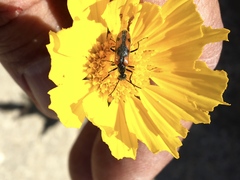 Eupompha elegans