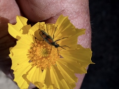 Eupompha elegans