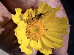 Eupompha elegans