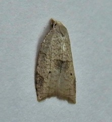 Coelostathma discopunctana