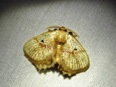 Chrysectropa roseofasciata