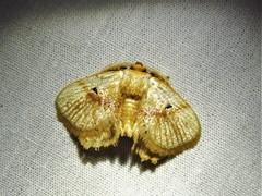 Chrysectropa roseofasciata