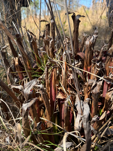 Sweet pitcherplant