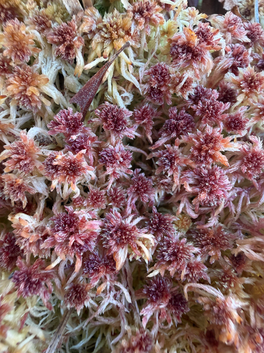 Bartlett's Peatmoss (Sphagnum bartlettianum)
