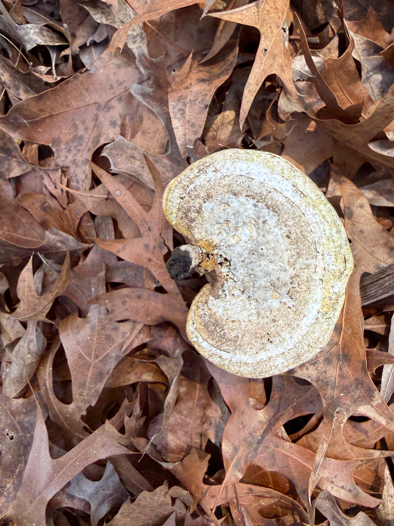 Ganoderma curtisii · March 2026 · photo: © brandoncorder (iNaturalist, cc-by)