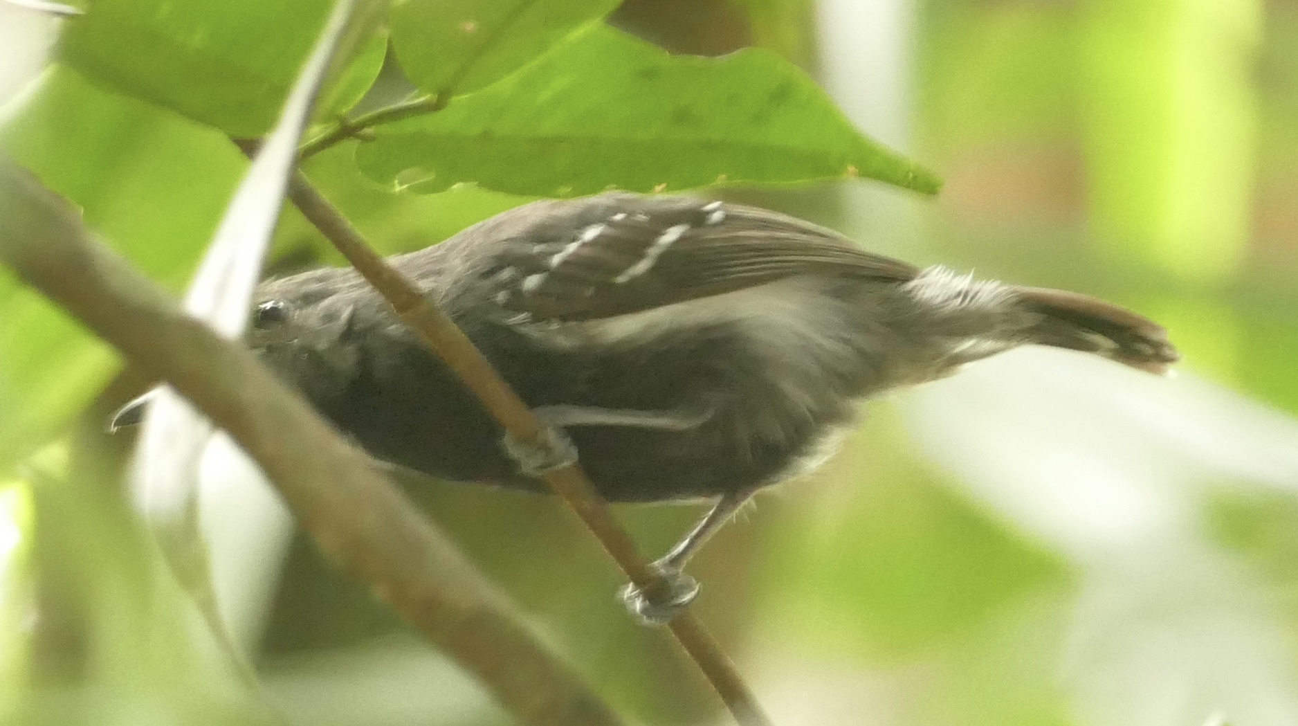 White-flanked Antwren (Myrmotherula axillaris), photo 4