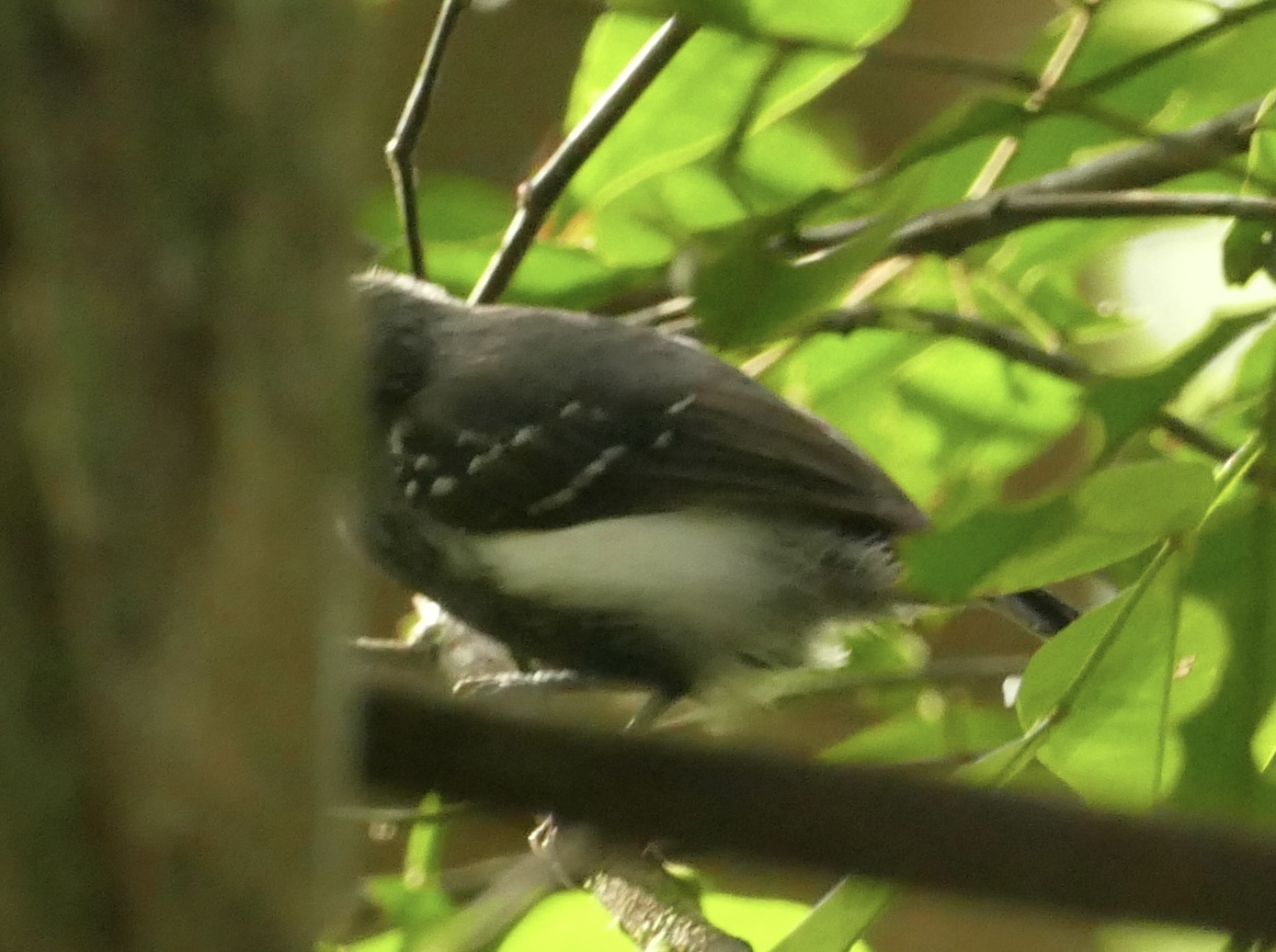 White-flanked Antwren (Myrmotherula axillaris), photo 5