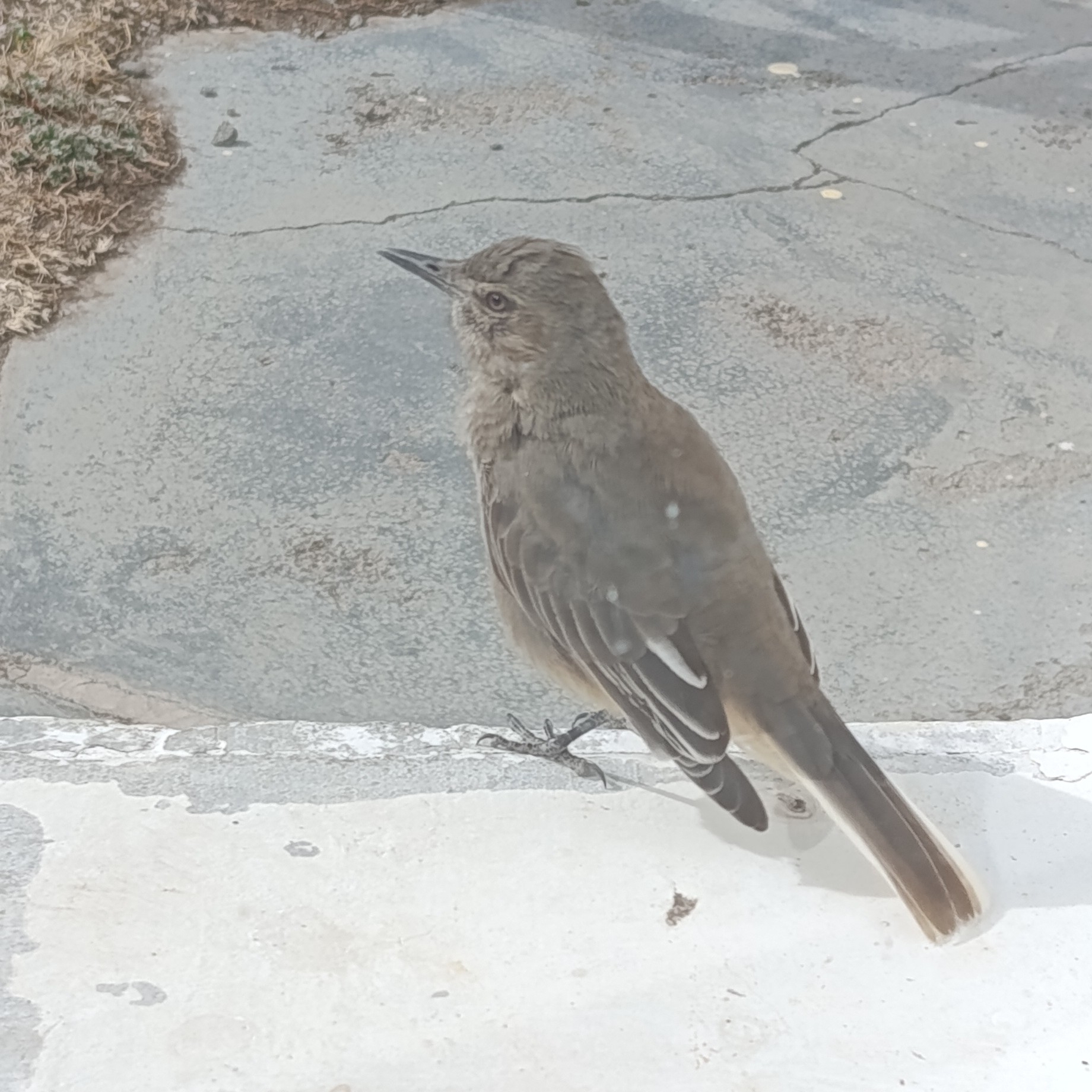 Black-billed Shrike-Tyrant (Agriornis montanus), photo 2