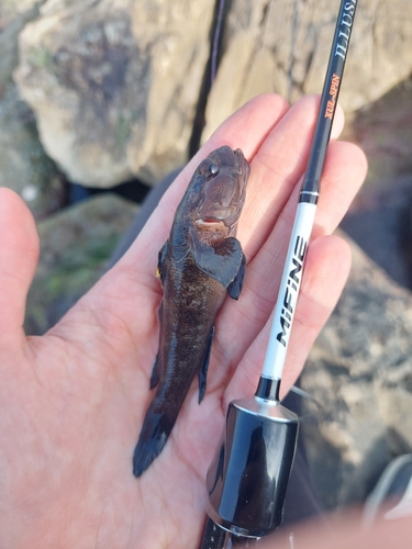 Gobius paganellus
