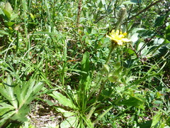 Crepis chrysantha