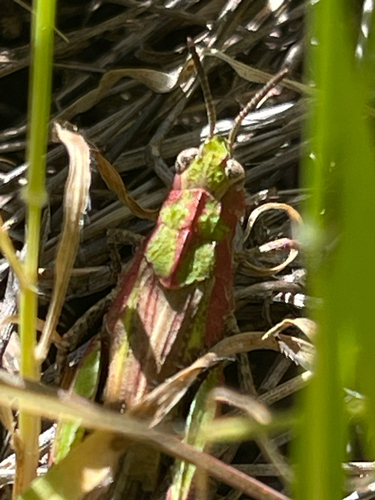iNaturalist observation photo of Painted Meadow Grasshopper