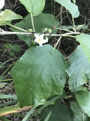 Solanum torvum