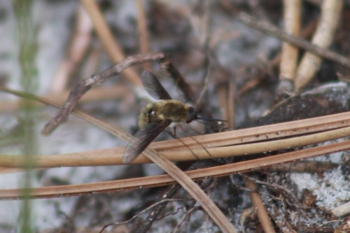 Unknown species found near Osceola County, FL, USA