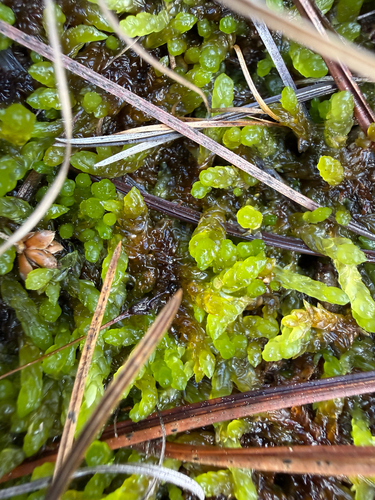 Sphagnum cyclophyllum observed 2026-03-07