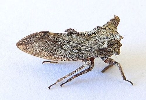Tumecauda schaefferi