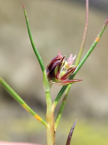 Bog rush (Juncus stipulatus)