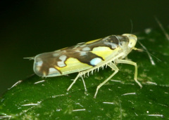 Protalebrella conica