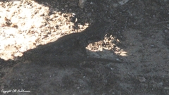 Karusasaurus polyzonus